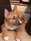 štěňata bulteriéra k adopci