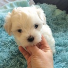OČKOVANÁ štěňata mini maltézáčků k adopci.