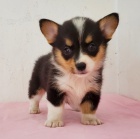 Prodám štěňata Pembroke Welsh Corgi.