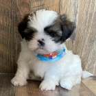 Štěňata SHIH TZU k adopci