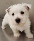 Prodám mini štěňata West Highland White Terriers