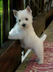 Mini štěňata West Highland White Terriers k adopci