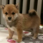 štěňata shiba inu k adopci