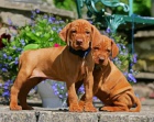 Štěňata vizsla na prodej