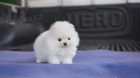 Prodám štěňata mini pomeraniana