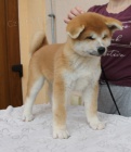 Akita štěně
