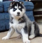 Krásné čisté sibiřské husky štěňata.