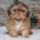 Prodám štěňata SHIH TZU