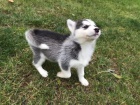 štěňátka sibiřského husky pro adopci. kontakt pro více informací a obrázků