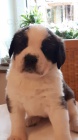štěňata svatého bernarda dostupný