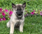 černá norská štěňata elkhoundů k adopci