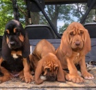 dispozici štěňátka Bloodhound..