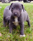 blue lacy modré krajkové štěňata k dispozici