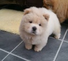 3 Chow chows (Cau cau)   , záznamy veterináře  záruka genetického zdraví.