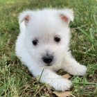 Prodám očkovaná štěňata West Highland White Terriers