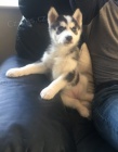 sibiřský husky K Adopci.