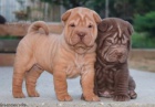 Prodám krásná očkovaná štěňata čínských SHAR-PEI.