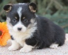 Prodám štěňata Pembroke Welsh Corgi.
