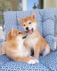 Prodám očkovaná a odčervená štěňata shiba inu