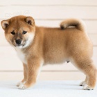 Prodám očkovaná a odčervená štěňata shiba inu