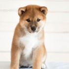 Prodám očkovaná a odčervená štěňata shiba inu