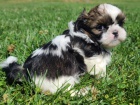 Prodám štěňata SHIH TZU