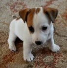 Prodám zdravá štěňata jack russell teriéra.