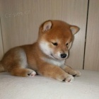 očkovaná štěňata MINI Shiba inu k ADOPCI