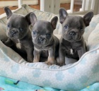 štěňata francouzského buldočka k adopci