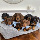 očkovaná štěňata jezevčíků k adopci