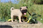 Mops štěňata připravena.