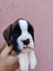 Boxer štěňata