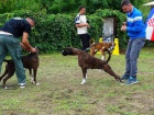 Boxer štěňata
