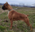 Boxer štěňata
