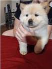 Doma Vychovávaná štěňata Chow Chow.