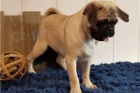 Mops štěňata k dispozici.