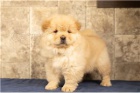 Krásné Chow chow štěňata.
