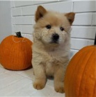 Velmi hravá štěňata Chow Chow.