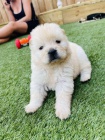 Ohromující štěňata Chow Chow.