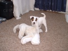 Prodám štěňata Jack Russell