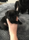 očkovaná a odčervená štěňata Mopsů k adopci.