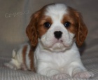 Prodám očkovaná štěňata Kavalír King Charles Spaniel.