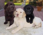 Prodám zdravá štěňata labradorského retrívra.