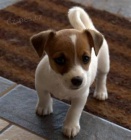 Prodám očkovaná štěňata jack russell teriéra.