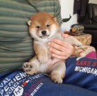 Prodám mini štěňata shiba inu