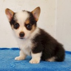 Prodám očkovaná štěňata Pembroke Welsh Corgi.