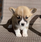 Prodám štěňata Pembroke Welsh Corgi.