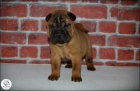 Představujeme vám vynikající štěňátka Shar Pei.