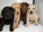 Prodám zdravá a krásná štěňata labradorského retrívra a pejska.