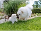 Pomeranian tata fenka